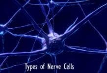 Types of Nerve Cells