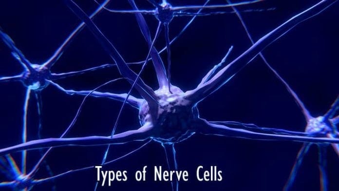 Types of Nerve Cells