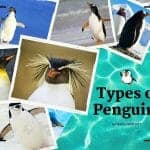 Types of Penguins