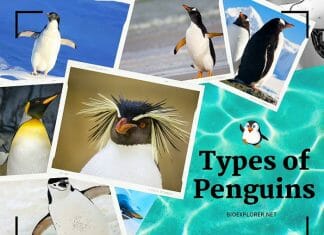 Types of Penguins