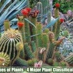 Types of Plants