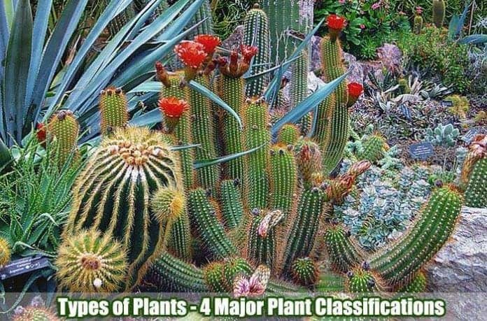 Types of Plants | 4 Major Classifications of Plants | BioExplorer