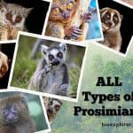 Types of Prosimians