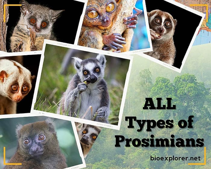 Types of Prosimians