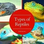 Types of Reptiles