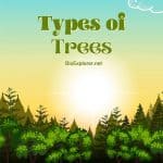 Types of Trees