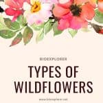 Types of Wildflowers