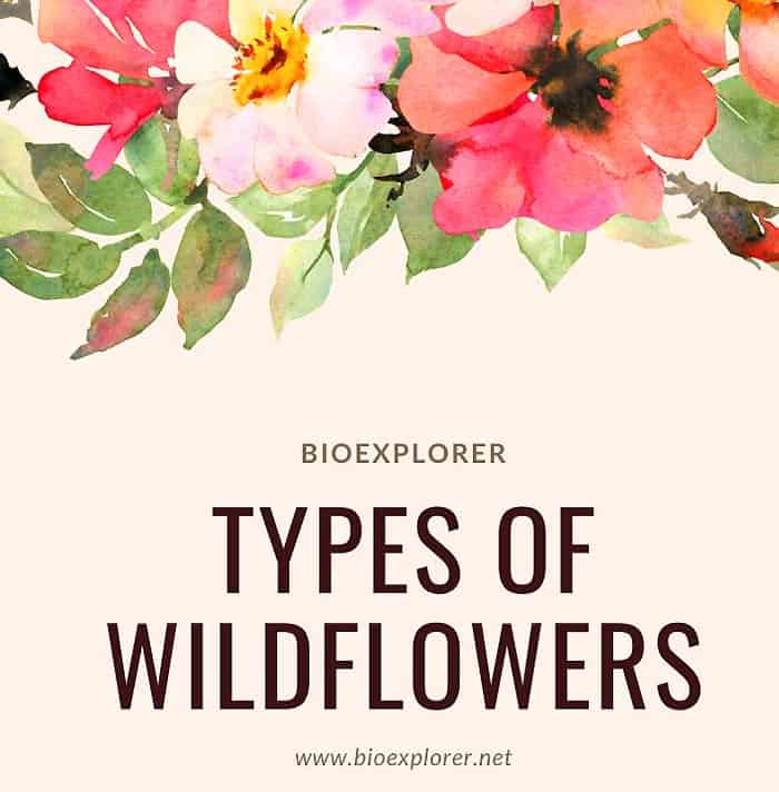 Types of Wildflowers