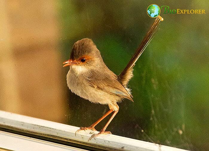 Types of Wrens