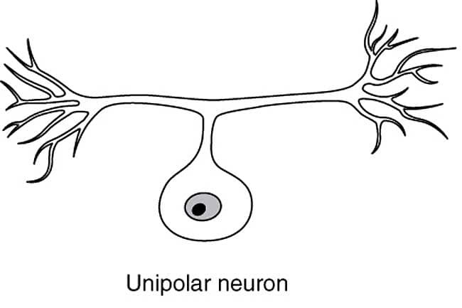 Unipolar Neuron