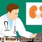 Urinary System Fun Facts