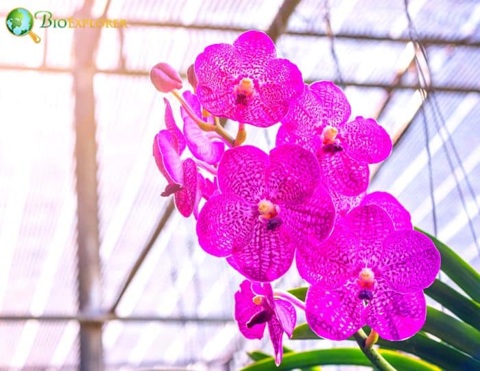 Vanda Sanderiana