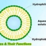 Vesicle Functions