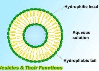 Vesicle Functions