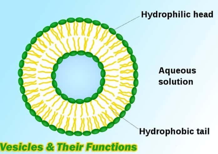 Vesicle Functions