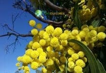 Acacia Flowers