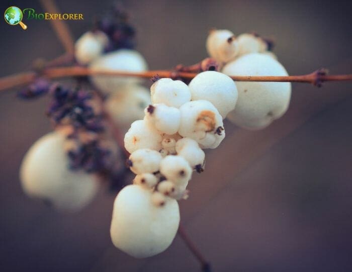 Waxberry Flowers