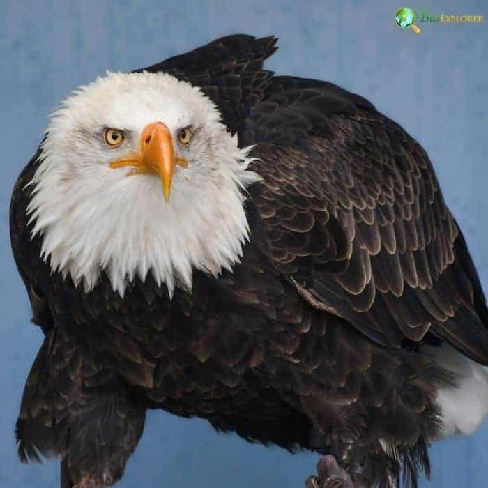 What Defines Eagles?