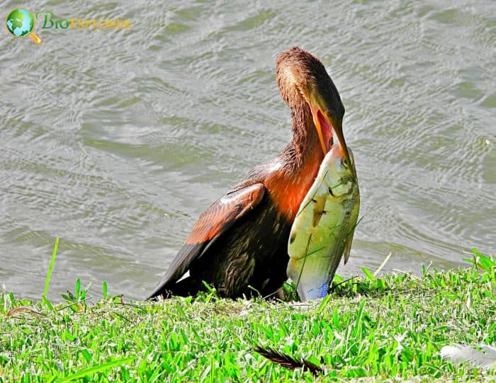 What Do Anhingas Eat?