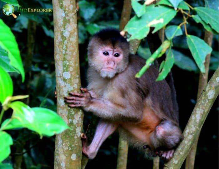 What Do Humboldt's White-fronted Capuchins Eat?