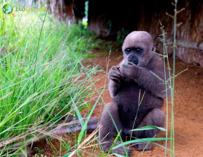 What Do Humboldts Woolly Monkeys Eat?