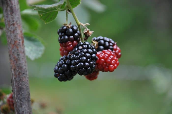 What Do White-headed Marmosets Eat? Black mulberries