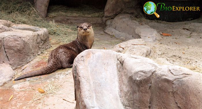 What Do African Clawless Otters Eat?