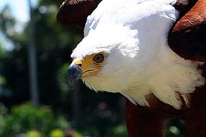 What Do African Fish Eagles Eat?