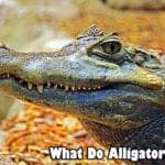 what do alligators eat?