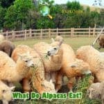 What Do Alpacas Eat?