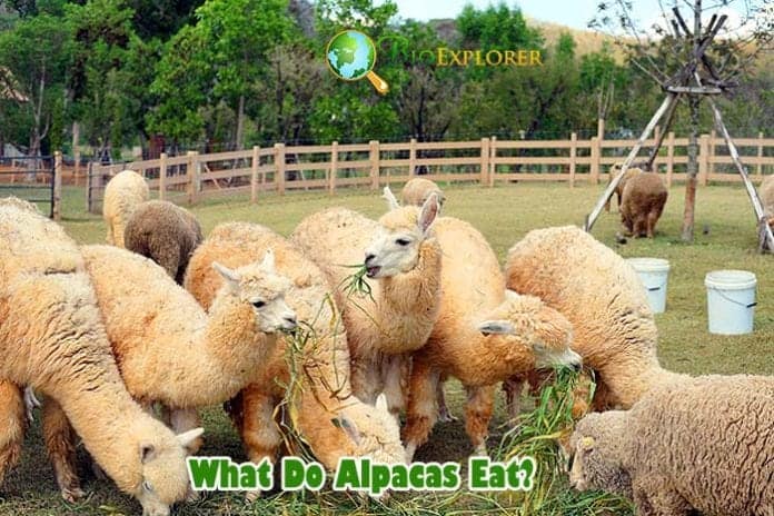 What Do Alpacas Eat?