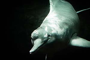 what do amazon river dolphins eat?