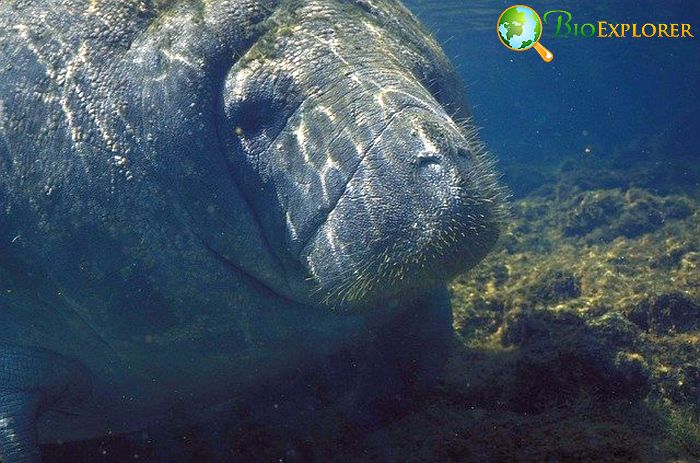 What Do Amazonian Manatees Eat?