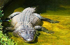 what do american alligators eat?