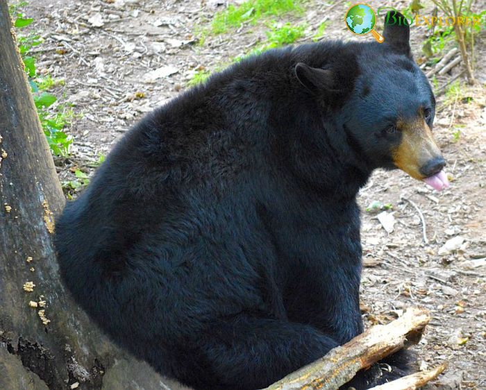 What Do American Black Bears Eat?