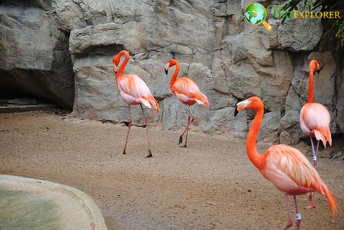 What Do American Flamingos Eat?