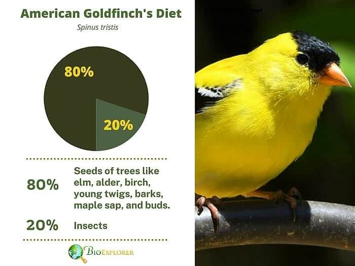 What Do American Goldfinches Eat?