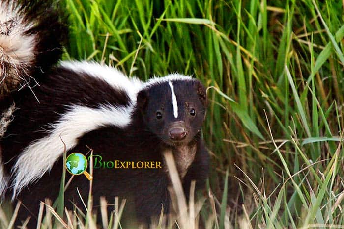 What Do American Hog Nosed Skunks Eat?