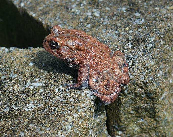 What do American toads eat?