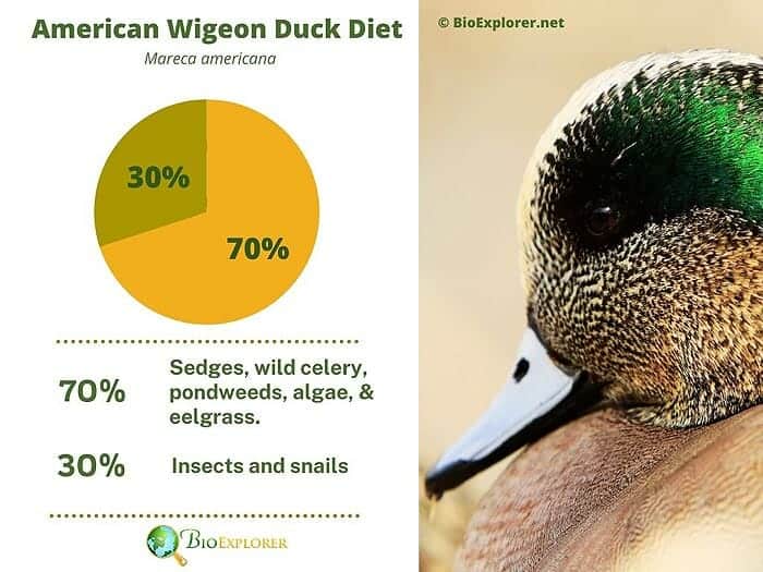 What Do American Wigeon Ducks Eat?