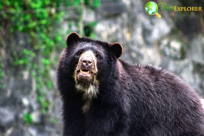 What Do Andean Bears Eat?