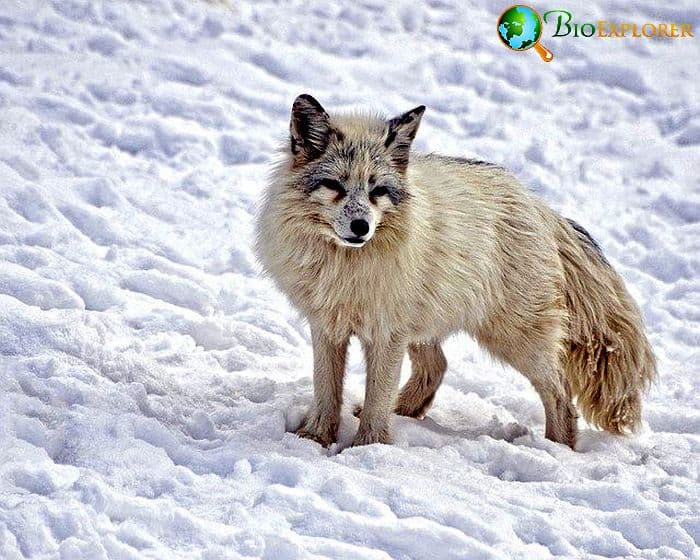 What Do Arctic Foxes Eat?