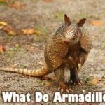 what do armadillos eat?