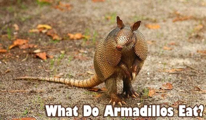 what do armadillos eat?