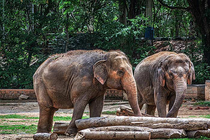 What do Asian elephants eat?