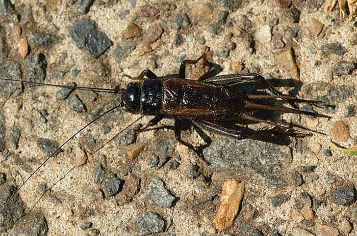 Australian Field Cricket Diet