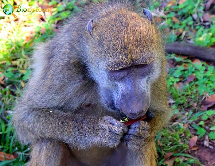 what do baboons eat?