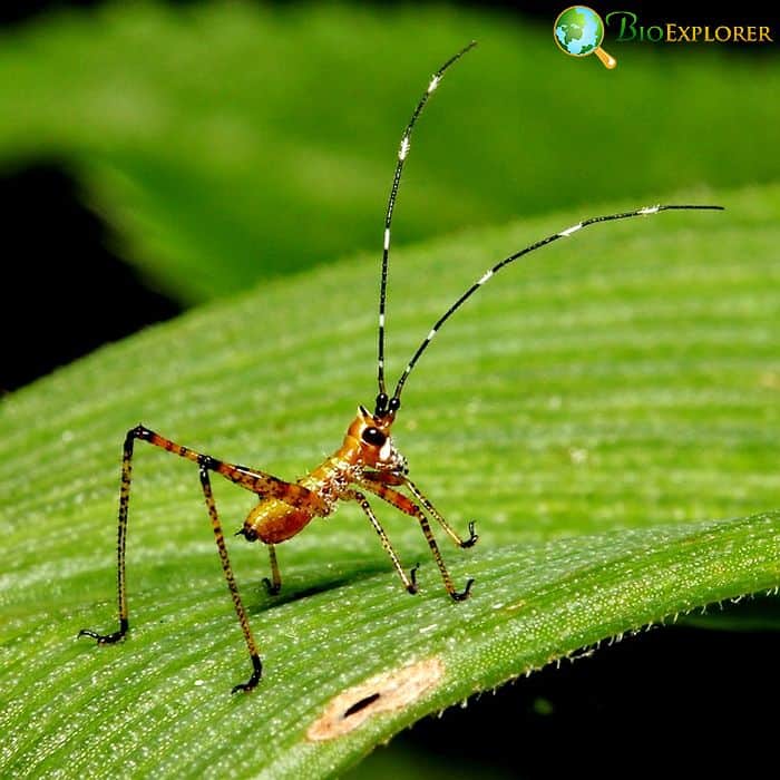 What Do Baby Crickets Eat?