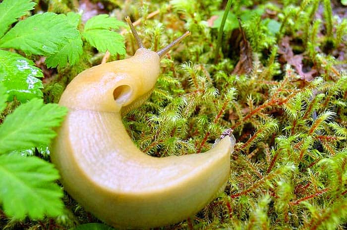 What do banana slugs eat?