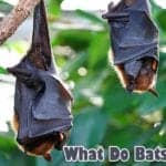 What do bats eat?